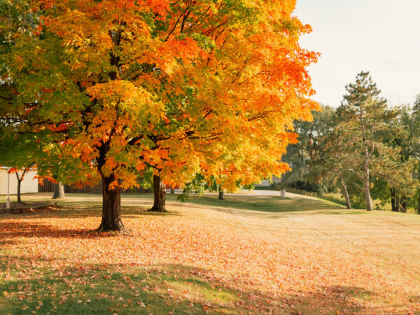 A photo representing Richstone Park's Inheritance Tax Planning services